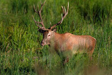 Kopacki rit, Hırvatistan 'dan kırmızı geyik