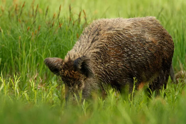 Wildschweine Den Segmenten Des Naturparks Kopacki Rit Kroatien — Stockfoto