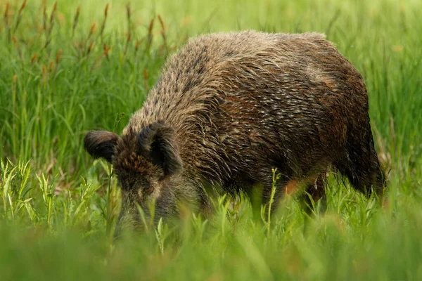 Cinghiale Nei Cinghiali Del Parco Naturale Kopacki Rit Croazia — Foto Stock