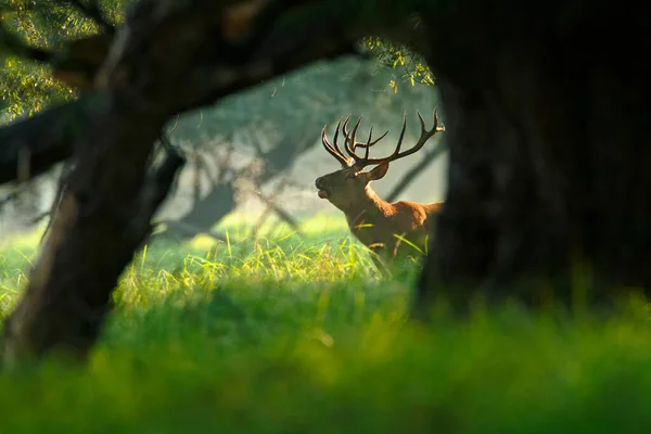 Ruggito Cervo Kopacki Rit Croazia — Foto Stock