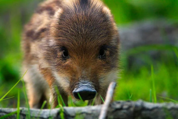 Porcos Javali Kopaki Rit Nature Park Croácia — Fotografia de Stock