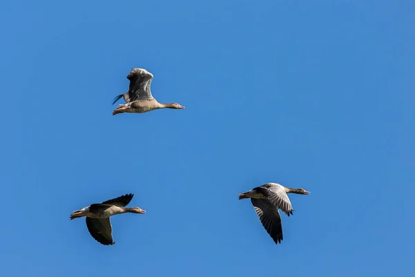 Die Graugans Fliegt Gegen Einen Blauen Himmel Kopaki Rit — Stockfoto