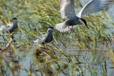 Bıyıklı deniz kırlangıcı Kopaki rit 'te sığ bir sulak alana yuva yapıyor.