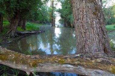 Hırvatistan 'ın Kopaki rit ormanını sel bastı
