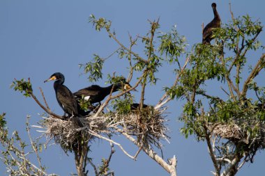 Hırvatistan 'ın Kopaki rit kentindeki büyük karabatak yuvası kolonisi