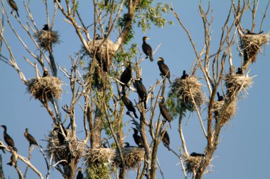 Hırvatistan 'ın Kopaki rit kentindeki büyük karabatak yuvası kolonisi
