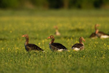 Çayır üzerindeki bir grup gri kaz, Kopaki rit doğa parkı.