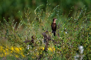 Hırvatistan 'ın Kopacki rit kentindeki pigme karabatağı (Microcarbo pygmaeus)