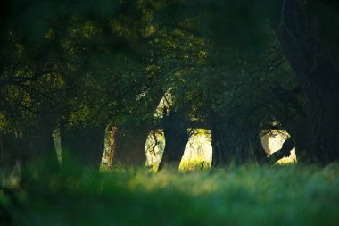 Kopaki 'de sabah beyaz söğüt ormanı