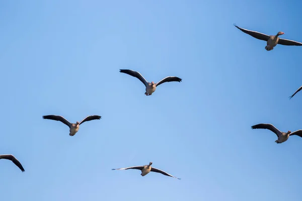 Die Graugans Fliegt Gegen Einen Blauen Himmel Kopaki Rit — Stockfoto