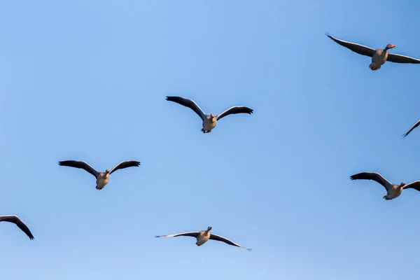 Die Graugans Fliegt Gegen Einen Blauen Himmel Kopaki Rit — Stockfoto