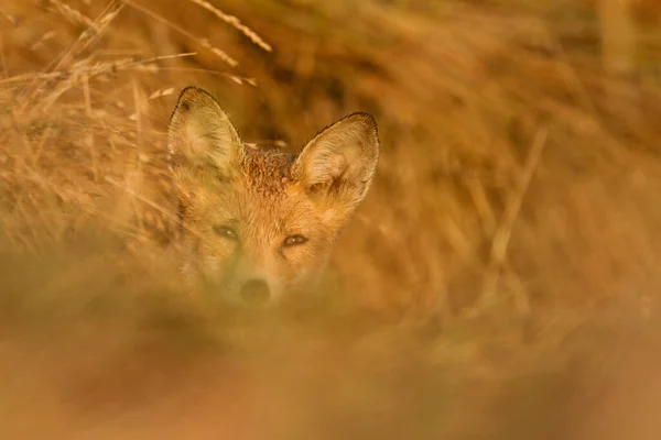 Red Fox Pup Verstopt Zich Dik Gras Kopacki Rit Kroatië — Stockfoto