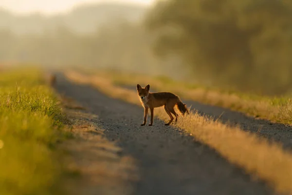 Cachorro Zorro Rojo Carretera Madrugada Desde Kopaki Rit Croacia —  Fotos de Stock