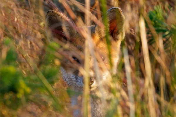 Red Fox Pup Verstopt Zich Dik Gras Kopacki Rit Kroatië — Stockfoto