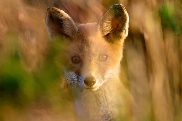 Petit Renard Roux Cache Dans Herbe Épaisse Kopacki Rit Croatie — Photo