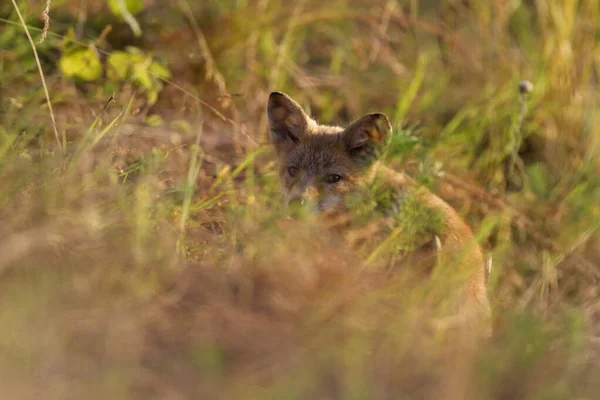 Cachorro Zorro Rojo Esconde Hierba Gruesa Rit Kopacki Croacia — Foto de Stock