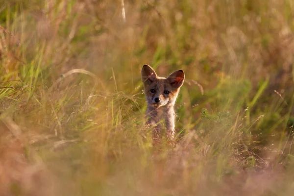 Cachorro Zorro Rojo Esconde Hierba Gruesa Rit Kopacki Croacia — Foto de Stock