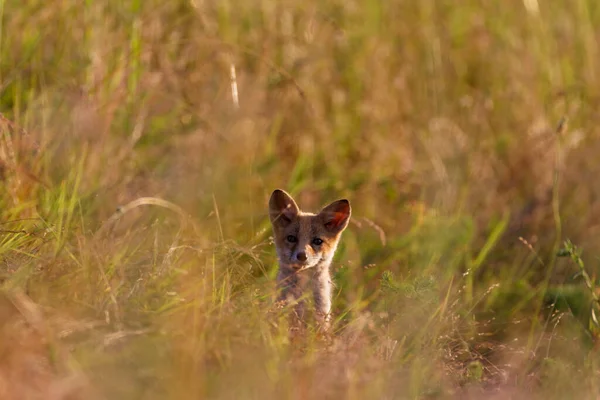 Red Fox Pup Hiding Thick Grass Kopacki Rit Croatia — Stock Photo, Image