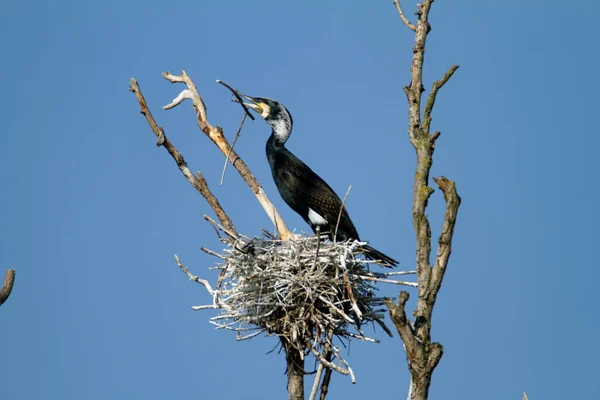 Great Cormorant Nesting Colony Kopaki Rit Croatia — Stock Photo, Image