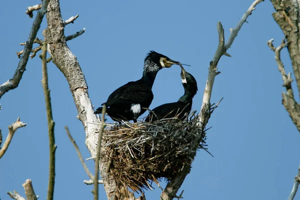 Great Cormorant Nesting Colony Kopaki Rit Croatia — Stock Photo, Image