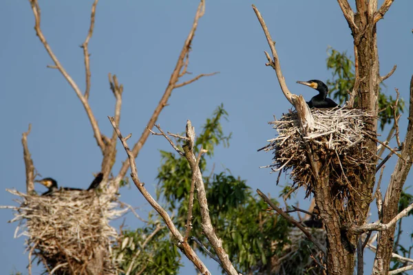 Great Cormorant Nesting Colony Kopaki Rit Croatia — Stock Photo, Image