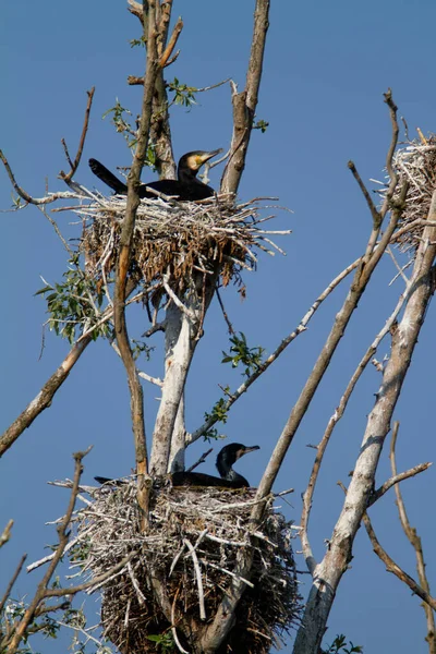 Great Cormorant Nesting Colony Kopaki Rit Croatia — Stock Photo, Image