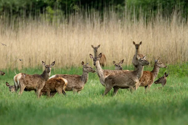 Grupo Veados Vermelhos Kopacki Rit Croácia — Fotografia de Stock