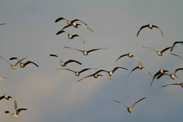 Der Schwarzkronenreiher Flug — Stockfoto