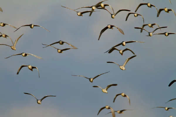 Der Schwarzkronenreiher Flug — Stockfoto