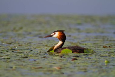 Hırvatistan 'ın Kopaki rit kentindeki büyük ibikli yunus balığı
