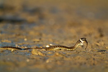 Hırvatistan 'ın Kopaki rit kentinde sığ bir gölette balık yiyen otlak yılanı