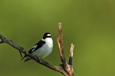 Hırvatistan 'ın Kopaki rit kentindeki bir şubede yakalı sinek kapanı (Ficedula albicollis) görülüyor.