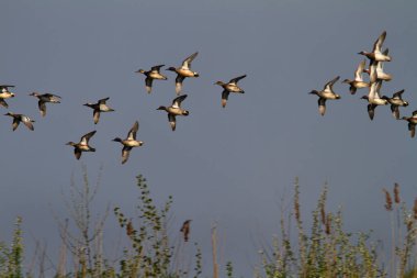 Kopacki rit 'in sualtı manzarası, Tuna Nehri' nin taşkın ovası