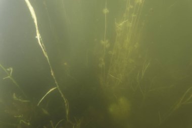 Kopacki rit 'in sualtı manzarası, Tuna Nehri' nin taşkın ovası