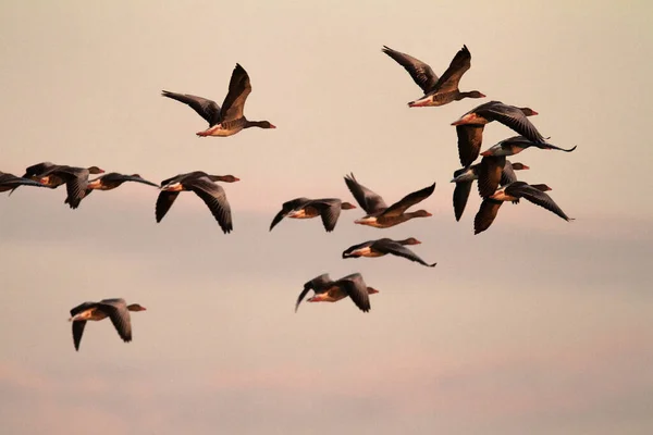 Die Graugans Fliegt Abend Kopaki Rit — Stockfoto