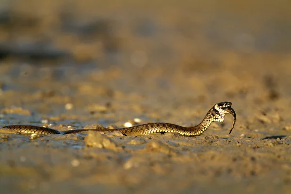 Grama Cobra Comer Peixe Uma Lagoa Rasa Kopaki Rit Croácia — Fotografia de Stock