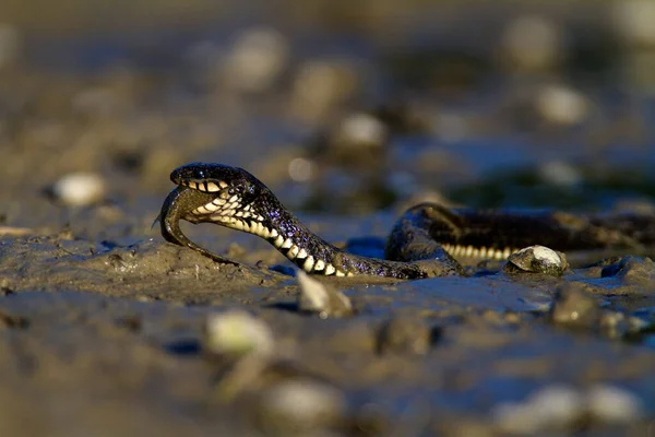 Grama Cobra Comer Peixe Uma Lagoa Rasa Kopaki Rit Croácia — Fotografia de Stock