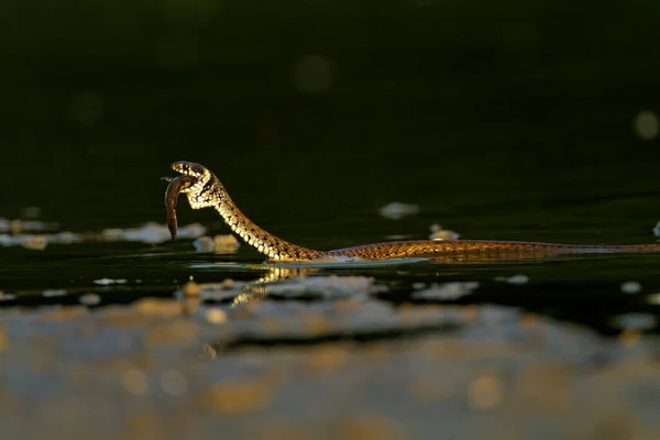 Grama Cobra Comer Peixe Uma Lagoa Rasa Kopaki Rit Croácia — Fotografia de Stock