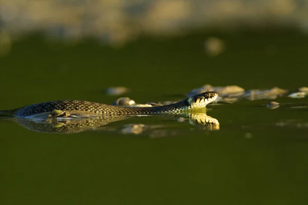 Cobra Grama Deslizando Sobre Água Kopacki Rit Croácia — Fotografia de Stock