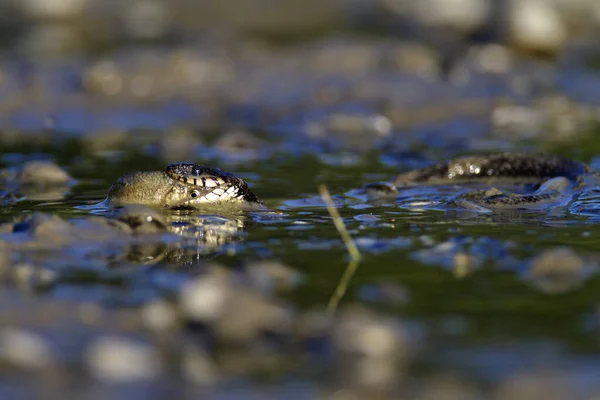 Grama Cobra Comer Peixe Uma Lagoa Rasa Kopaki Rit Croácia — Fotografia de Stock