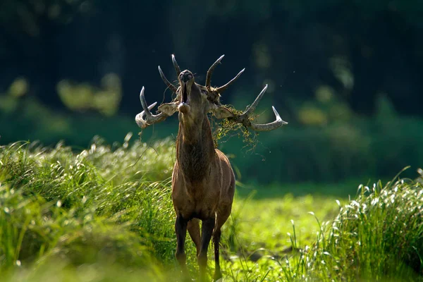 Deer Rut Kopaki Rit Croatia — Stock fotografie