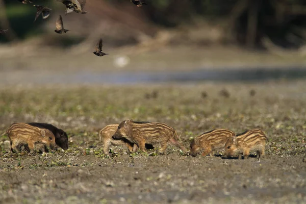 Porcelets Sanglier Mangeant Dans Boue Kopaki Rit Croatie — Photo