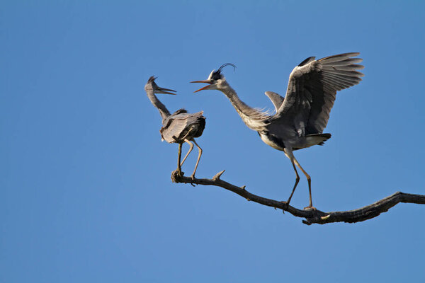 Two grey herons are fighting for a roost on a branch, Kopacki rit