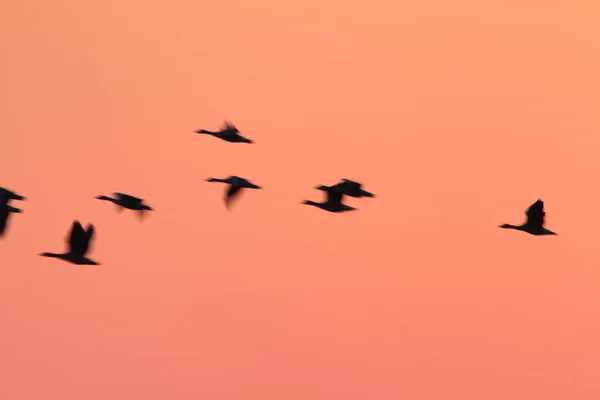 Greylag Goose Flying Evening Kopaki Rit — Stock Photo, Image