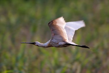 Avrasya kaşık faturası sazlıkların üzerinde uçuyor, Lonjsko polje, Hırvatistan