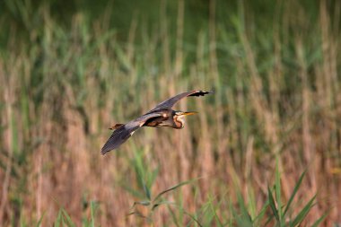Mor balıkçıl kuş kolonisi Lonjsko polje, Hırvatistan 'da sazlıkların üzerinde uçuyor