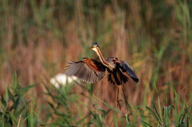 Mor balıkçıl kuş kolonisi Lonjsko polje, Hırvatistan 'da sazlıkların üzerinde uçuyor