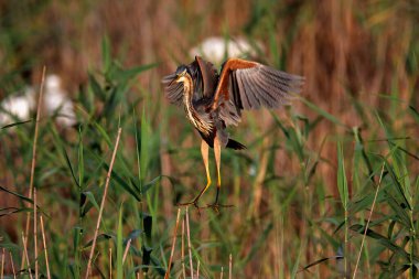 Mor balıkçıl kuş kolonisi Lonjsko polje, Hırvatistan 'da sazlıkların üzerinde uçuyor