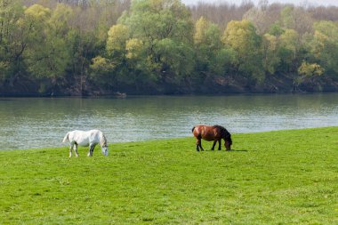 Hırvatistan 'ın Sava Nehri yakınlarındaki bir çayırdaki atlar, Lonjsko polyesi
