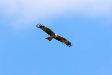 Batı bataklık hangarı (Circus aeruginosus) Hırvatistan 'ın Lonjsko polyesinden mavi gökyüzüne karşı uçuyor